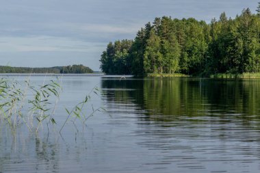 Finlandiya 'daki Saimaa gölünde küçük balıklar için uçan bir kutup deniz feneri.  