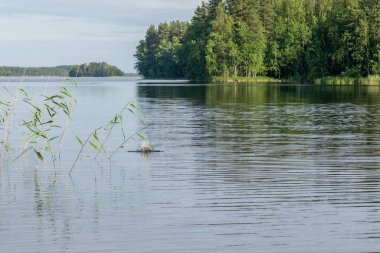 Finlandiya 'daki Saimaa gölünde küçük bir balık yakalayan Kuzey Kutbu deniz feneri 