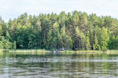 Finlandiya 'daki Saimaa gölünde küçük bir balık yakalamak için balıklama dalan bir deniz feneri.