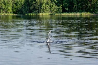 Finlandiya 'daki Saimaa gölünde küçük bir balık yakalayan Kuzey Kutbu deniz feneri 