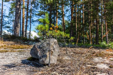 Finlandiya 'daki Linnansaari Milli Parkı' nda bir kaya ve küçük bir çam ağacı