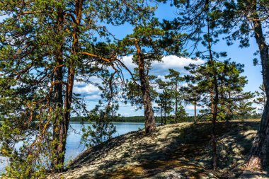 Finlandiya 'daki Linnansaari Milli Parkı' ndaki Saimaa gölünün kıyısındaki sessiz vahşi orman ve yalnız ağaçlar. 