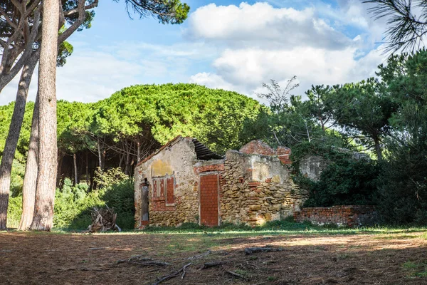 Una Antigua Casa Abandonada Derrumbada Bosque Pinos Toscana Cerca Del — Foto de Stock