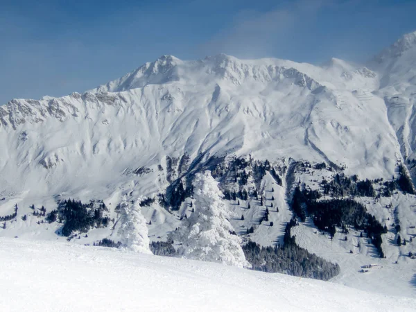 Bäume Nach Schneefall Den Schweizer Alpen Mit Weißem Schnee Bedeckt — Stockfoto