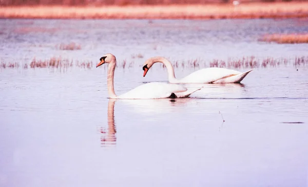 Água Lago Pássaro Cisne — Fotografia de Stock