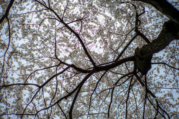 White Trees Central Park New York Spring — Stock Photo, Image