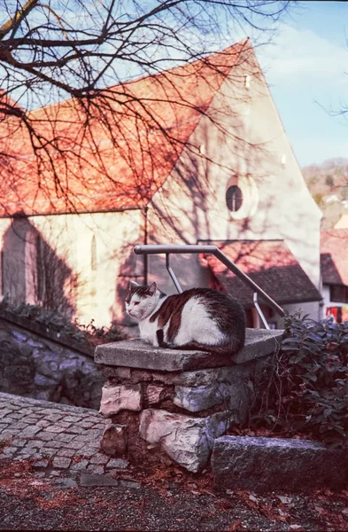 中世スイスの街カイザースタールの教会の前にある石の上に置かれた猫が アナログフィルム写真で撮影されました — ストック写真