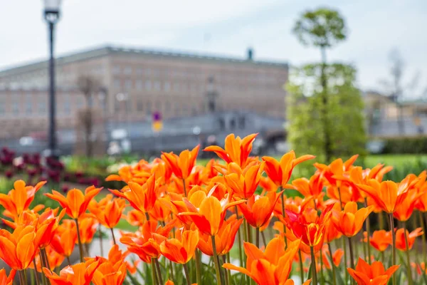Hermosos Tulipanes Naranjas Primavera Día Mayo Estocolmo Con Palacio Sueco —  Fotos de Stock