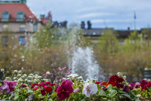 五月的一天 美丽的五彩缤纷的花朵在斯德哥尔摩一座喷泉前绽放 — 图库照片