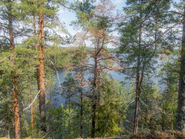 The quiet wild forest and lonely trees on the shore of the Saimaa lake in the Linnansaari National Park in Finland