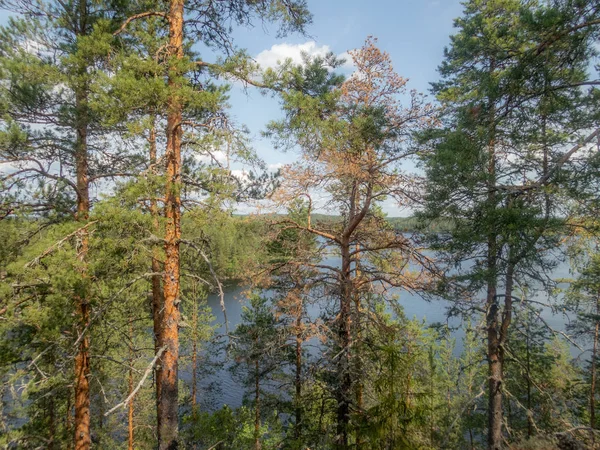 Tranquilla Foresta Selvaggia Gli Alberi Solitari Sulla Riva Del Lago — Foto Stock