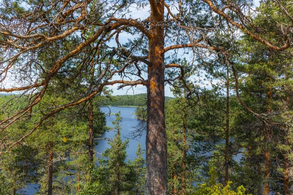 Cichy Las Samotne Drzewa Brzegu Jeziora Saimaa Parku Narodowym Linnansaari — Zdjęcie stockowe