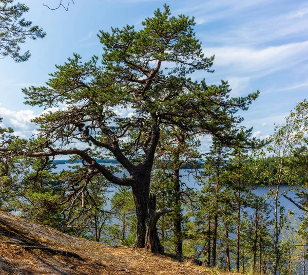 Het Rustige Wilde Bos Eenzame Bomen Aan Oever Van Het — Stockfoto