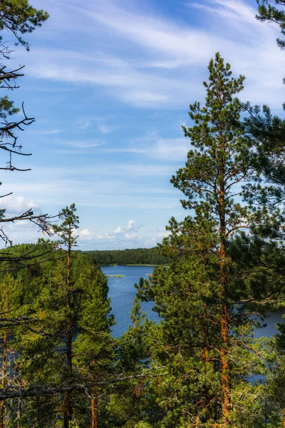 Der Ruhige Wilde Wald Und Einsame Bäume Ufer Des Saimaa — Stockfoto