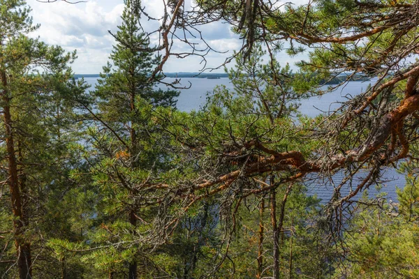 Cichy Las Samotne Drzewa Brzegu Jeziora Saimaa Parku Narodowym Linnansaari — Zdjęcie stockowe