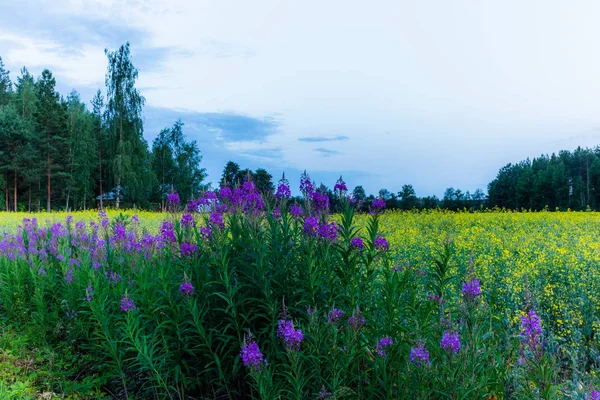 Lupin Wildflowers Rapeseed Fields Sunset Фінляндія — стокове фото