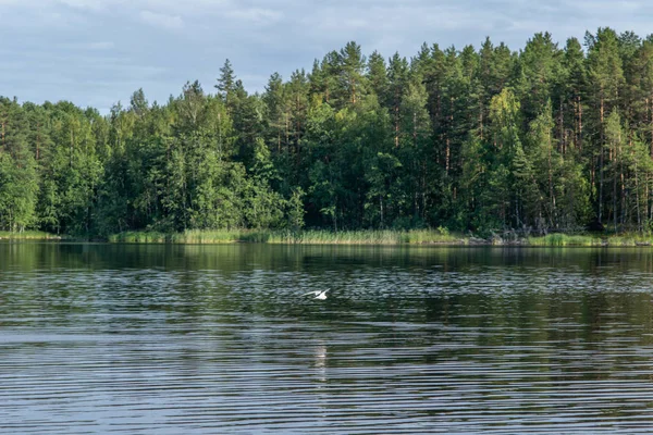 Arktisk Tärna Som Söker Småfisk Vid Sjön Saimen Finland — Stockfoto