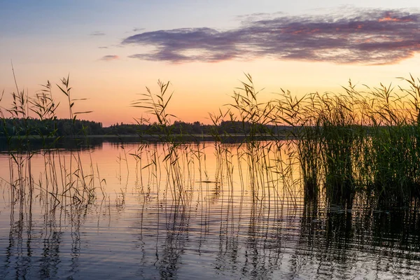 Reeds Plantas Nas Margens Lago Saimaa Calma Finlândia Sob Céu — Fotografia de Stock