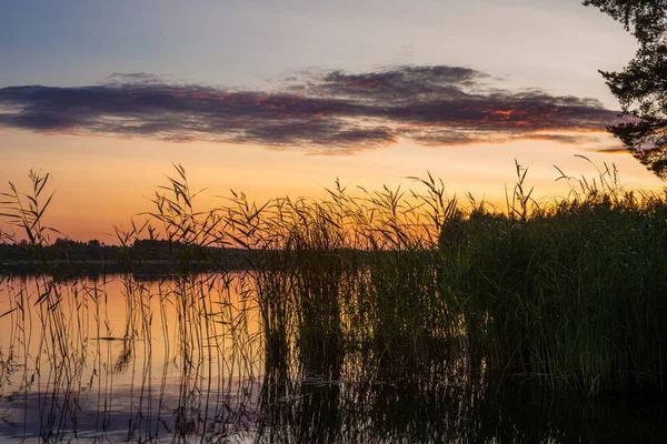 Reeds Plantas Nas Margens Lago Saimaa Calma Finlândia Sob Céu — Fotografia de Stock
