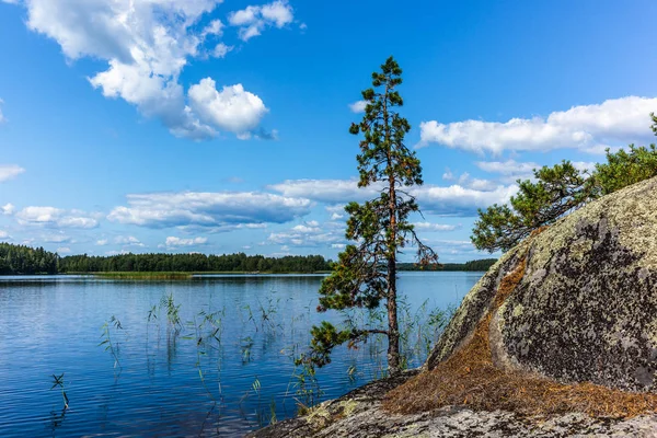 Het Rustige Wilde Bos Eenzame Bomen Aan Oever Van Het — Stockfoto