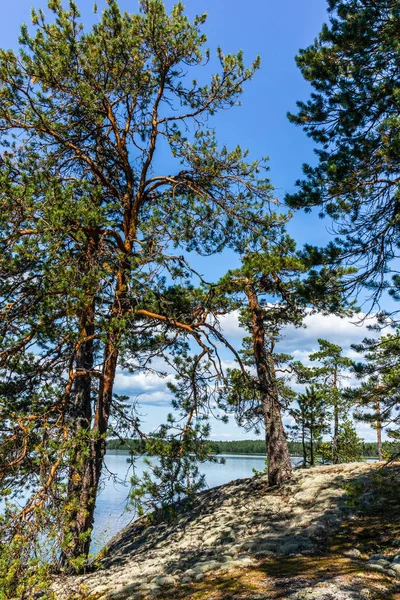 Den Lugna Vilda Skogen Och Ensamma Träden Vid Sjön Saimen — Stockfoto