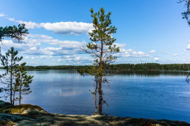 Finlandiya 'daki Linnansaari Milli Parkı' ndaki Saimaa gölünün kıyısındaki sessiz vahşi orman ve yalnız ağaçlar. 