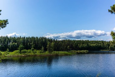 Finlandiya 'daki Linnansaari Milli Parkı' ndaki Saimaa gölünün kıyısındaki sessiz vahşi orman ve yalnız ağaçlar.  