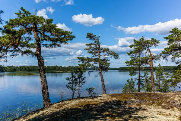 Bosque Salvaje Tranquilo Los Árboles Solitarios Orilla Del Lago Saimaa — Foto de Stock