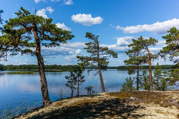 Finlandiya 'daki Linnansaari Milli Parkı' ndaki Saimaa gölünün kıyısındaki sessiz vahşi orman ve yalnız ağaçlar. 