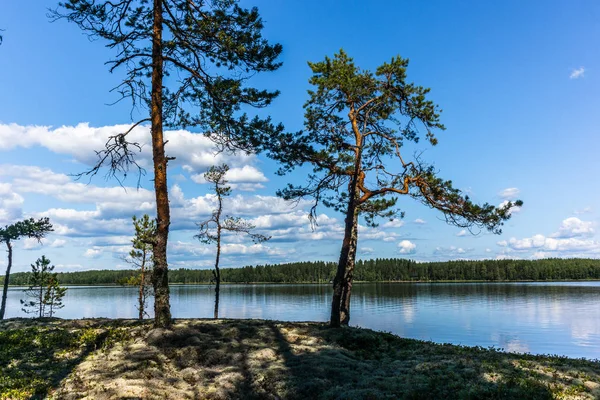 Den Lugna Vilda Skogen Och Ensamma Träden Vid Sjön Saimen — Stockfoto
