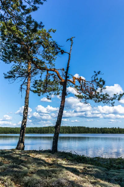 Cichy Las Samotne Drzewa Brzegu Jeziora Saimaa Parku Narodowym Linnansaari — Zdjęcie stockowe