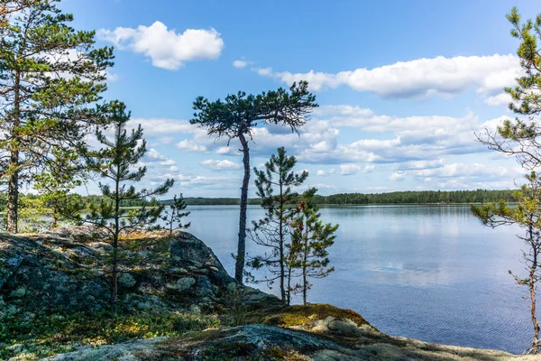 The quiet wild forest and lonely trees on the shore of the Saimaa lake in the Linnansaari National Park in Finland