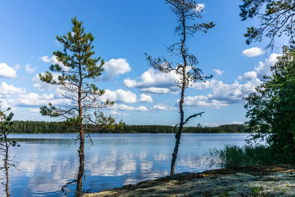 Floresta Selvagem Tranquila Árvores Solitárias Margem Lago Saimaa Parque Nacional — Fotografia de Stock