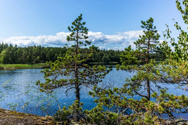 Den Lugna Vilda Skogen Och Ensamma Träden Vid Sjön Saimen — Stockfoto
