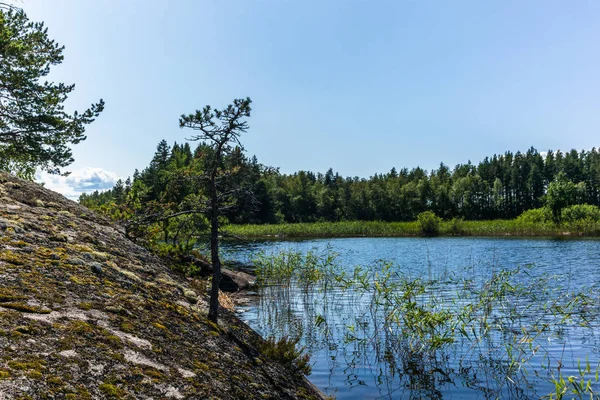 Het Rustige Wilde Bos Eenzame Bomen Aan Oever Van Het — Stockfoto