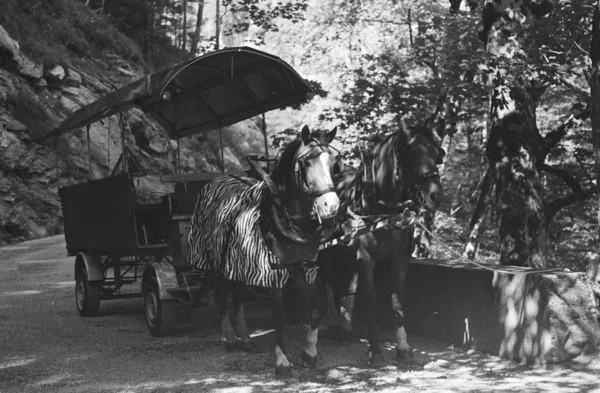 スイスのタミーナ峡谷近くの路上でアナログフィルム写真で撮影された馬車 — ストック写真