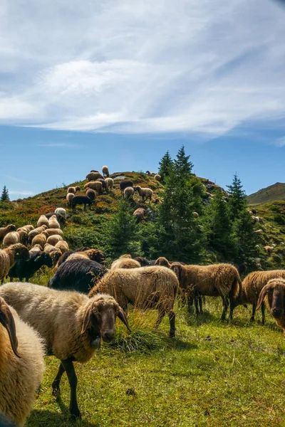 Stado Osobliwych Owiec Pasących Się Alpejskim Pastwisku Niedaleko Lenzerheide Szwajcarii — Zdjęcie stockowe