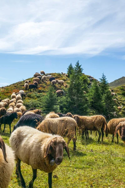 Stado Osobliwych Owiec Pasących Się Alpejskim Pastwisku Niedaleko Lenzerheide Szwajcarii — Zdjęcie stockowe
