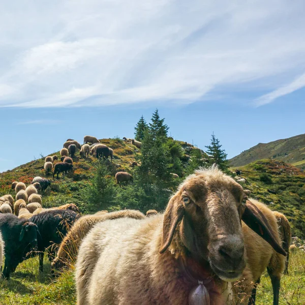 Stado Osobliwych Owiec Pasących Się Alpejskim Pastwisku Niedaleko Lenzerheide Szwajcarii — Zdjęcie stockowe