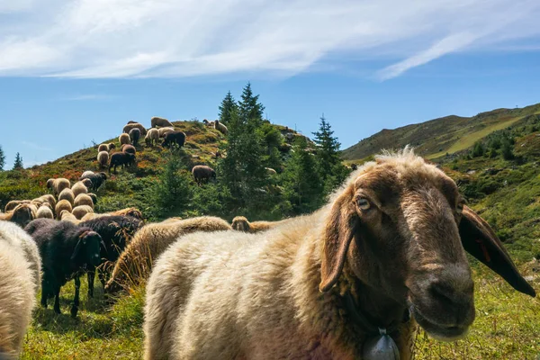 Svájci Lenzerheide Közelében Alpesi Legelőn Legelő Kíváncsi Juhok Sokasága — Stock Fotó