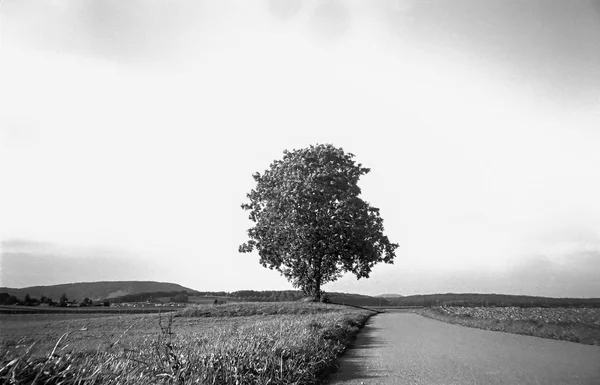 Sviçre Tarlalarında Kırsal Kesimde Analog Fotoğraflarla Çekilen Yalnız Bir Ağaç — Stok fotoğraf