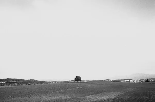 Ένα Μοναχικό Δέντρο Στα Ελβετικά Χωράφια Και Εξοχή Τραβηγμένο Αναλογική — Φωτογραφία Αρχείου