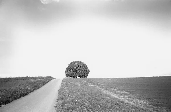 Sviçre Tarlalarında Kırsal Kesimde Analog Fotoğraflarla Çekilen Yalnız Bir Ağaç — Stok fotoğraf