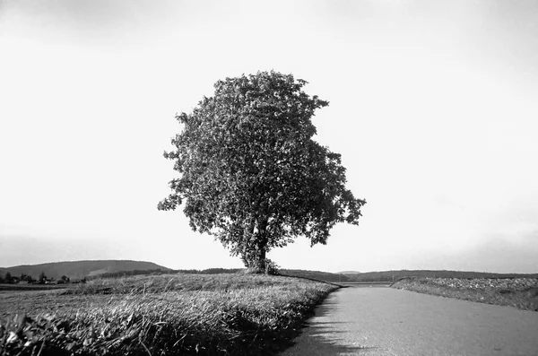 Sviçre Tarlalarında Kırsal Kesimde Analog Fotoğraflarla Çekilen Yalnız Bir Ağaç — Stok fotoğraf