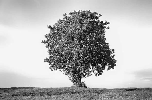 İsviçre tarlalarında ve kırsal kesimde analog fotoğraflarla çekilen yalnız bir ağaç.