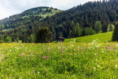 Baharda İsviçre 'de yeşil çimenler ve renkli çiçeklerle kaplı dağlık çayırlardaki eski ahşap ahır