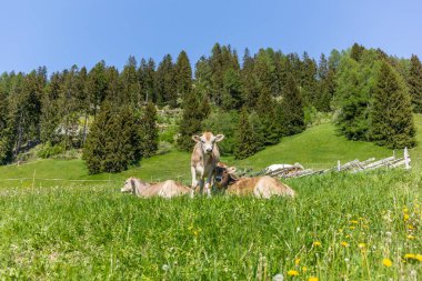Genç buzağılar baharda bir çayırda dinleniyor ve meraklılar.