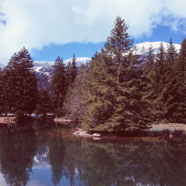 Δέντρα Μια Ελβετική Λίμνη Την Άνοιξη Τραβηγμένα Αναλογική Τεχνική Διαφανειών — Φωτογραφία Αρχείου