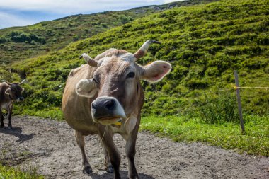 Boynuzlu bir inek İsviçre Alplerinde komik bir surat yapıyor.