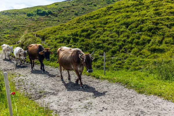 Herd of cows with horns coming back to the stall  in the Swiss Alps